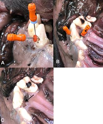 Effect of Alternative Palatal Root Access Technique on Fracture Resistance of Root Canal Treated Maxillary Fourth Premolar Teeth in Dogs